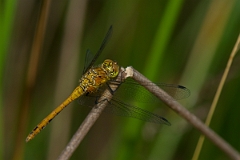 David Plant Photography - Wildlife Photography - Ruddy darter - F